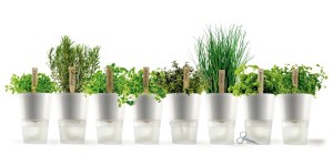 erbe_aromatiche_cover